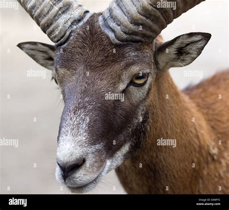 The Mouflon Is A Subspecies Group Of The Wild Sheep Ovis Aries Stock