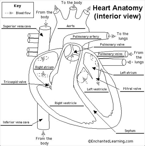 Enchanted Learning Free Heart Anatomy Diagram Human Ear Diagram Body My Xxx Hot Girl