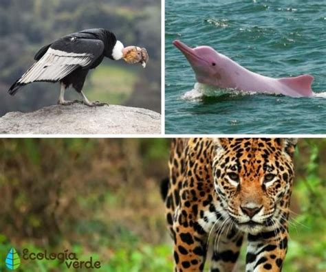 Flora y fauna de Colombia Características y especies con FOTOS y