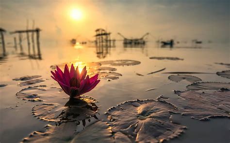 1080p Free Download Sunset Water Lotus Flower Summer Sunrise