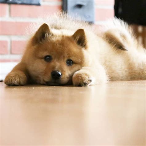 Finnish Spitz Origin Country Finland Life Expectancy 12 14 Years