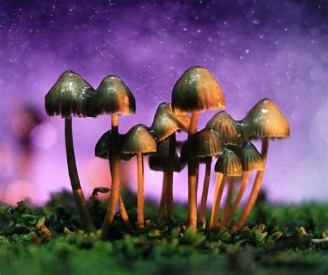 The Fascinating History Of Psilocybin Mushrooms