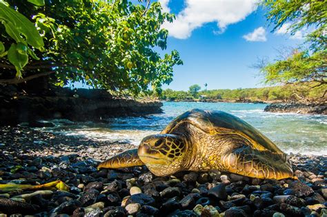 Animals Turtle Wallpapers Hd Desktop And Mobile Backgrounds