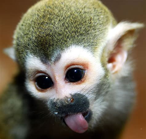 Funny Monkey Face Pics