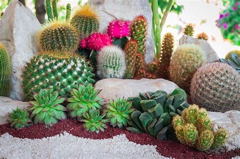 25 Beautiful Cactus Garden Ideas