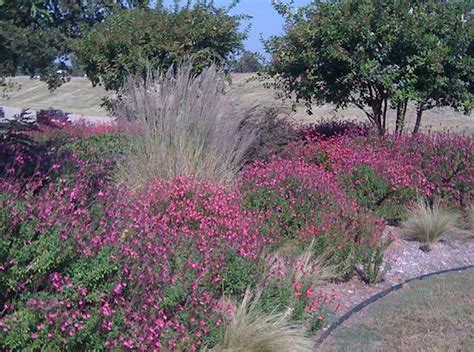 The pink muhly grass creates dramatic waves in the ottosen entry garden, leading to. Gardening & Landscaping : Pink Muhly Grass Idea for Your ...