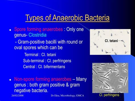 Types Of Anaerobic Bacteria
