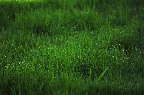Free Images Water Nature Outdoor Dew Lawn Meadow Prairie