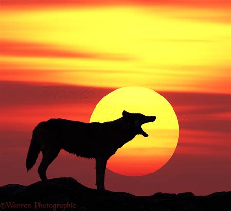 Wolf Howling At Sunset Photo Wp03845