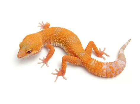 sunglow leopard geckos for sale