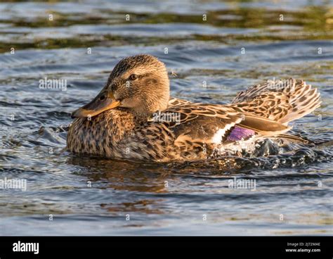 Female Mallard Duck And A Mosquito Having A Splash About With Water