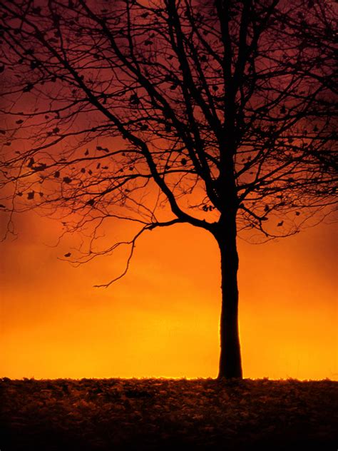 Tree Silhouette At Sunset By Jenny4 On Deviantart