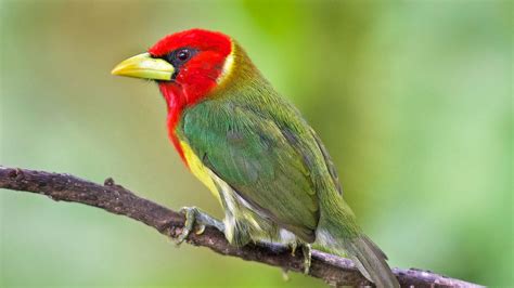 Red Green Yellow Bird Is Standing On Tree Stalk In Blur Green