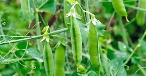 Learn How To Plant And Grow Peas At Home Gardeners Path