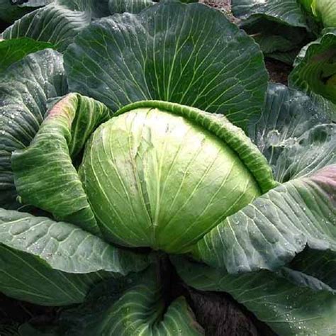 9 Of The Best Cabbage Varieties Gardeners Path