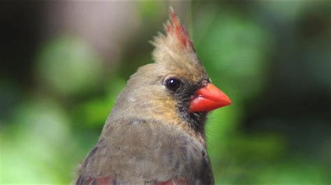 Female Cardinal Call Song Sounds Youtube