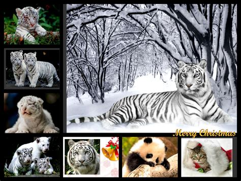 White Tigers Tigerclan Fan Art 34588784 Fanpop