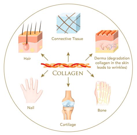 How To Stimulate Collagen Production In Skin Complete Guide Csg