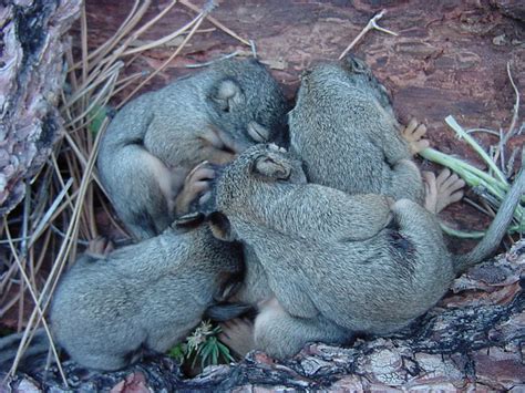 Pine Squirrels Love Love Love Their Pines Welcome