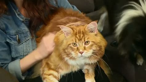 Maine Coon Named Omar In Running For Worlds Longest Cat