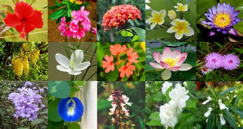 Editing mood #alluarjun #malayalam #kanikonna_. Flowers in Kerala | Different Species of Flowers | Kerala ...