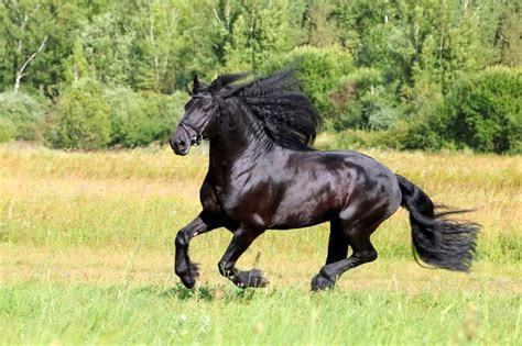 Friesian Horse Breed Info Pictures Characteristics Faq And More