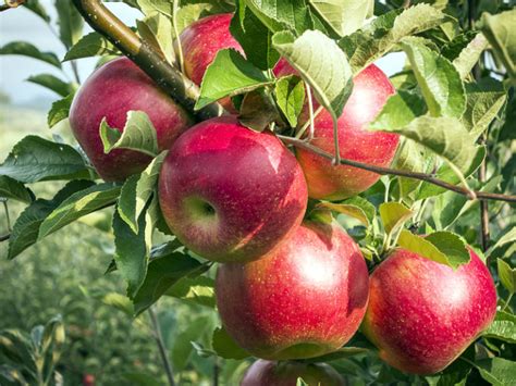 Profitable Apple Farming In Kenya Oxfarm Organic Ltd