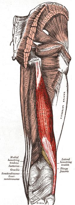 Biceps Femoris Muscle Wikipedia