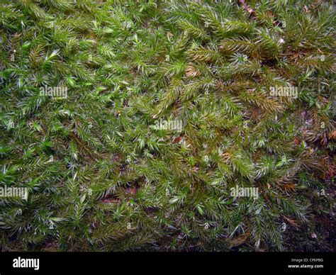 Spaghnum Moss Hi Res Stock Photography And Images Alamy