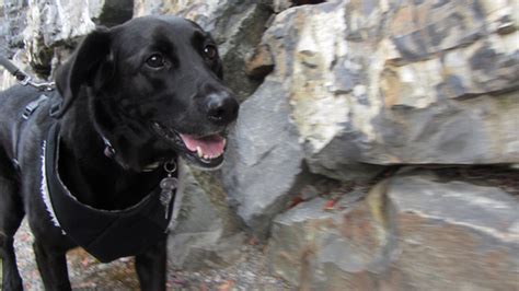 Sniff Seattle Dog Walkers Woodridge Bellevue Wa Secret The Black Lab