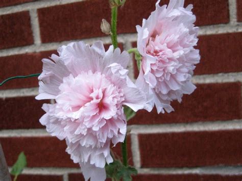 It grows to be five to eight feet tall, and it will bloom during the warm summer months of the year, which means. Hollyhock 'Double Carnival Pink' Seeds (Certified Organic ...