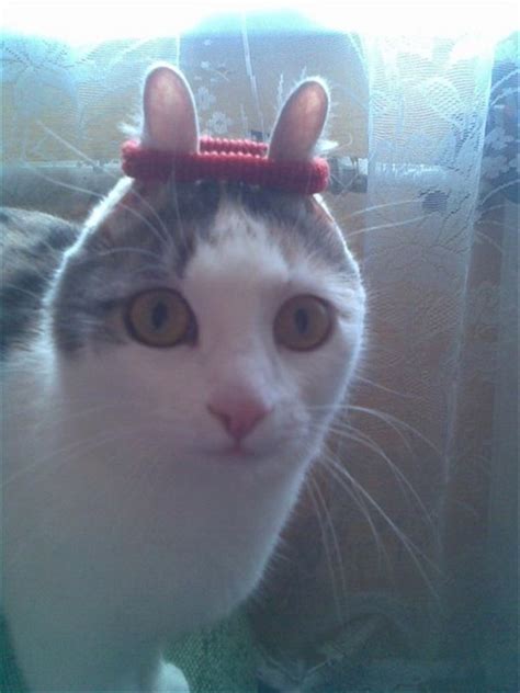 Funny Bunny Ears Cat With Headband Daily Picks And Flicks