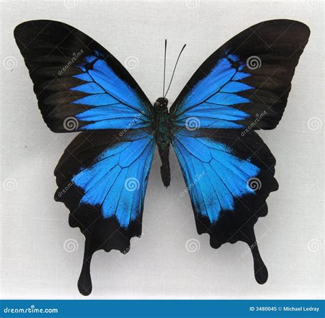 A Beautiful Blue Butterfly Stock Image Image Of Fresh 3480045