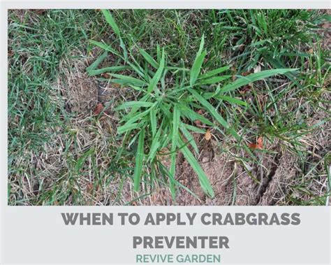 When To Apply Crabgrass Preventer The Best Time Revive Garden