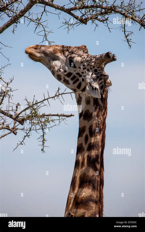 Giraffe Eating Acacia Tree Face On Hi Res Stock Photography And Images
