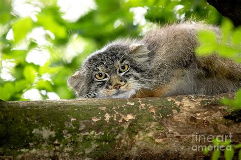 Manul Or Pallass Cat Otocolobus Manul Photograph By Gerard Lacz
