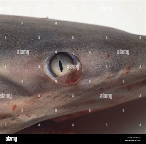 Sharks Eye With A Slit Pupil Close Up Stock Photo Alamy