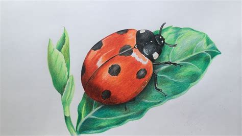 Check spelling or type a new query. Ladybug Drawing in Color Pencils | Realistic Ladybug ...