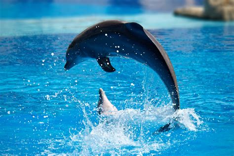 Filedolphin Show In Lisbon Zoo 03