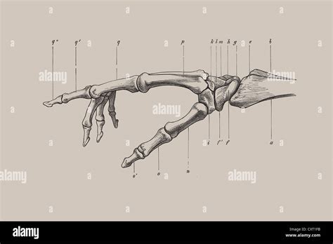 El Esqueleto De Una Mano Humana Ilustración Anatómica Fotografía De