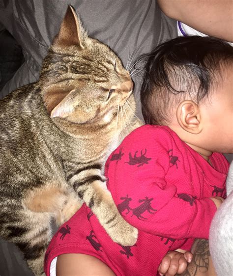 This Cat Was The Best Cat Ever He Loved To Cuddle With Our Baby