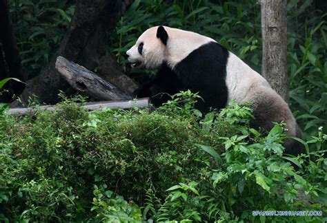 Pandas Gigantes En Zoológico De Taipei