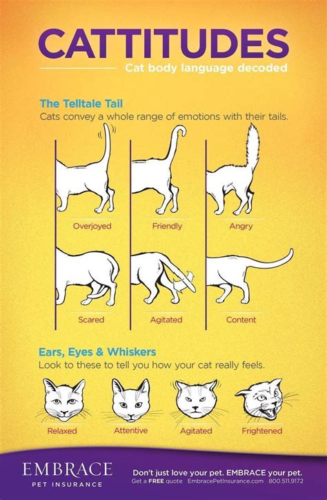 Learn To Read Your Cats Body Language For More On Cat Body Language