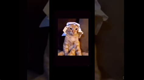 Habibi Arab Cat Meme Shorts Fyp Funny Youtube