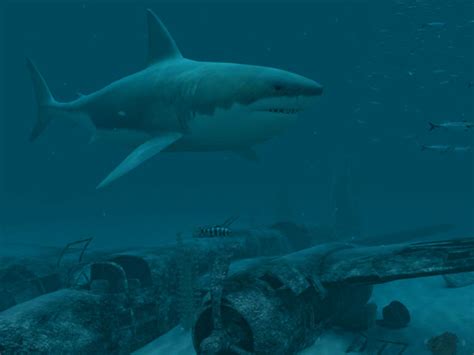 Sharks 3d Live Wallpaper And Screensaver Wearlockq