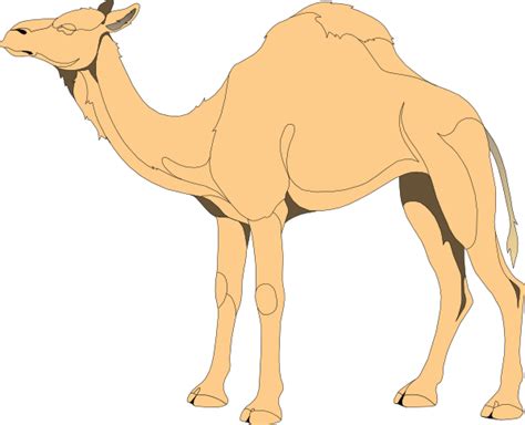 Camel Clip Art At Vector Clip Art Online Royalty Free