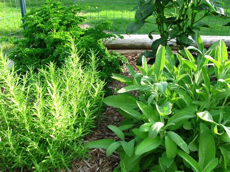 From the experts atbbc gardeners' world magazine. Culinary Herb Gardens - How To Create An Edible Herb Garden
