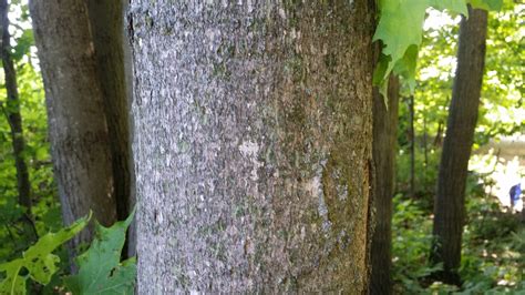 Sugar Maple Acer Saccharum Deciduous Trees Cold Stream Farm