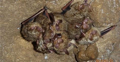 Deadly Bat Disease Fungus Found In Mississippi