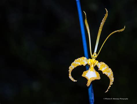 Psychopsis Butterfly Orchids Photograph By Winston D Munnings Pixels